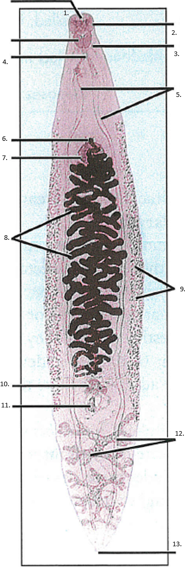 <p>Phylum, Class, Genus, Name</p>