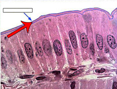 <p>Tiny, finger-like extensions of the plasma membrane that increase surface area to maximize absorption (commonly found in intestinal epithelial cells)</p>