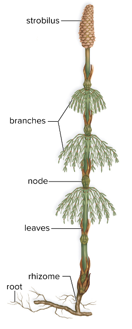 <p><span>phylum Equisetophyta</span></p><ul><li><p>found in moist habitats worldwide </p></li><li><p><span>Genus <em>Equisetum</em></span></p></li><li><p><span>Rhizome produces aerial stems</span></p><ul><li><p><span>In some species, whorls of side branches come off the main stem at regions called nodes</span></p></li></ul></li><li><p><span>Leaves are scalelike and whorled at nodes</span></p></li><li><p style="text-align: left;"><span>Strobili are at the tips of stems in most</span></p></li><li><p style="text-align: left;"><span>Silica deposits found in cell walls</span></p><ul><li><p style="text-align: left;"><span>Called “scouring rushes</span></p></li></ul></li></ul><p></p>