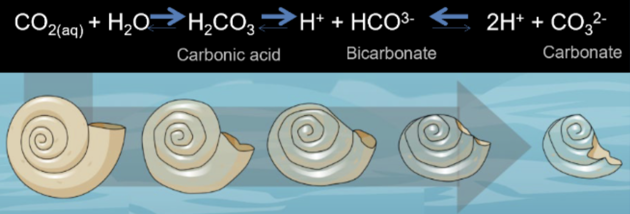 <p>Impacts of Warming &amp; Increasing Atmospheric CO2: <span>What is ocean acidification? Why is it harmful? What is carbon sequestration? </span></p>