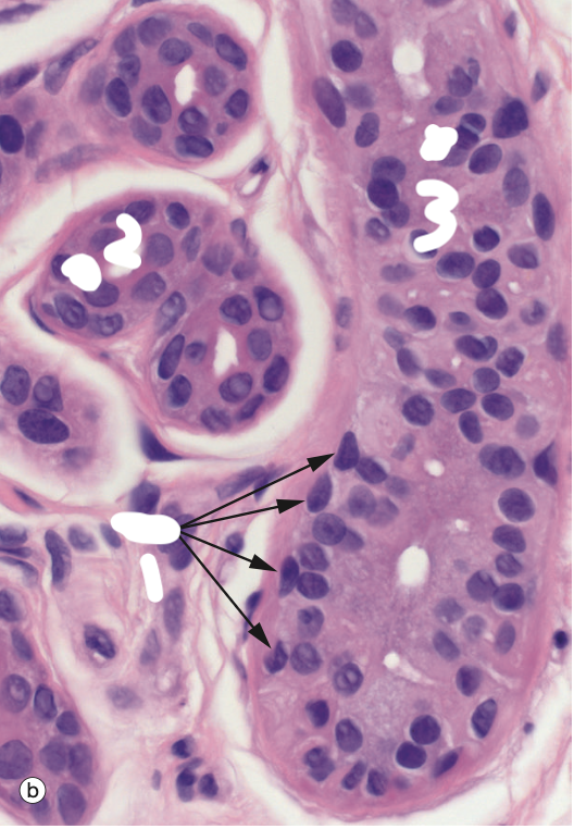 <p>Identify the Structure</p>