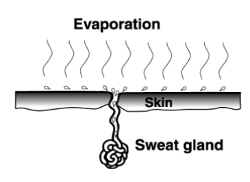 <p>Evaporation requires</p><p>large amounts of heat</p><p>Useful cooling</p><p>mechanism</p><p>Sweating to cool body</p><p>down</p>