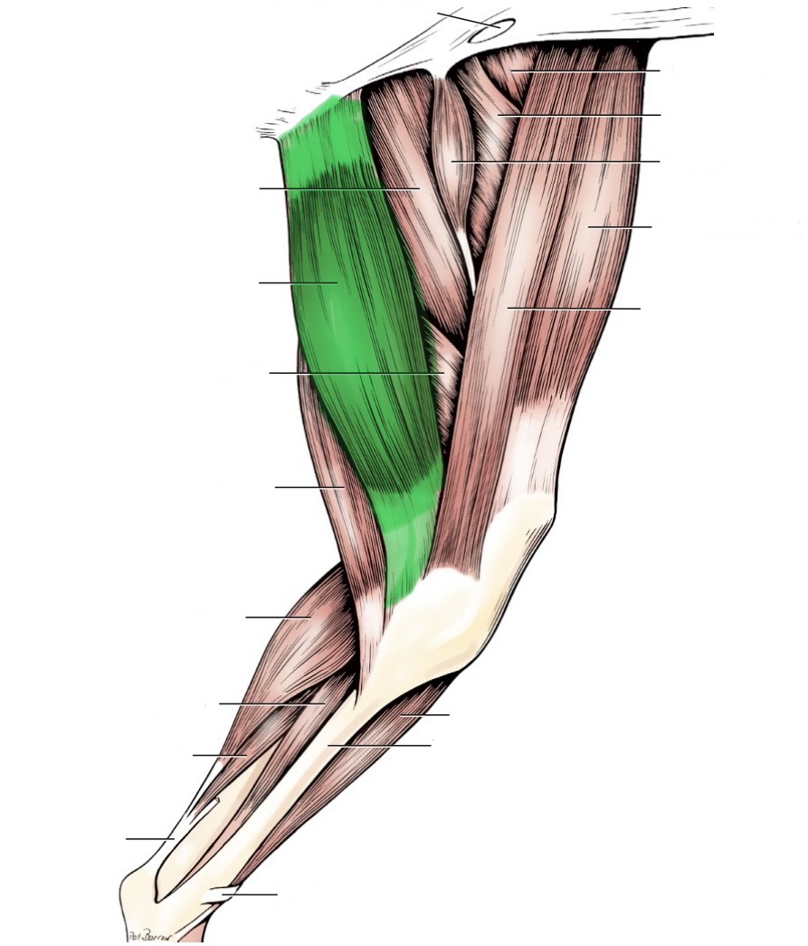 <p>action- adduct limb, flex stifle, extend hip &amp; hock</p><p>origin- pelvic symphysis</p><p>insertion- cranial tibia &amp; tuber calcanei</p><p>innervation- obturator n</p>