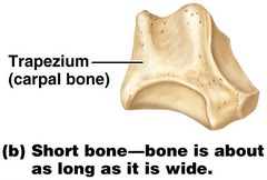 <p>Cube-shaped bones mostly made of spongy bone; examples include carpal and tarsal bones.</p>