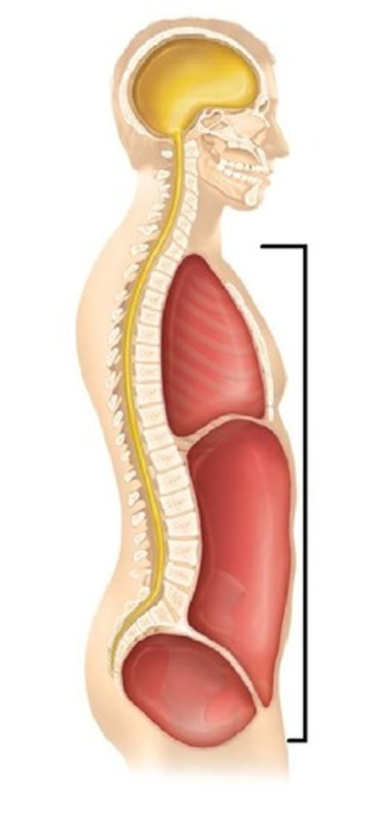 <p>Major cavity containing thoracic and abdominopelvic cavities.</p>