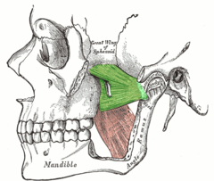 <p>protracts mandible; moves mandible side to side</p>
