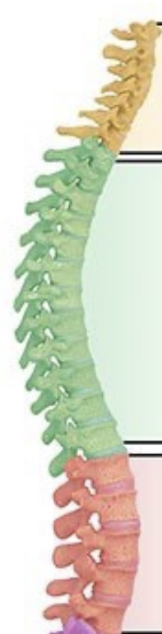 <p>Pictured in green, T1-T12. Chest vertebrae, Articulate with the ribs. </p>