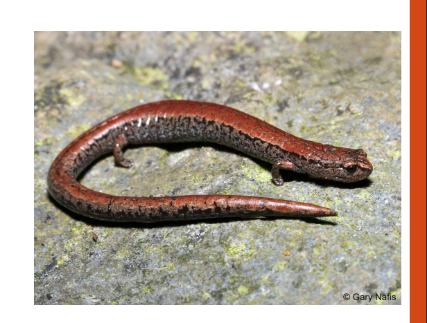 <p>name this animal</p>