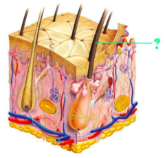 <p>identify the indicated structure of the integument</p>