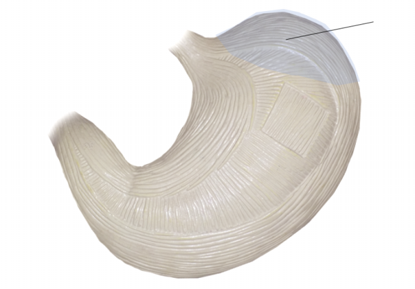<p><span>Name the structure</span></p>