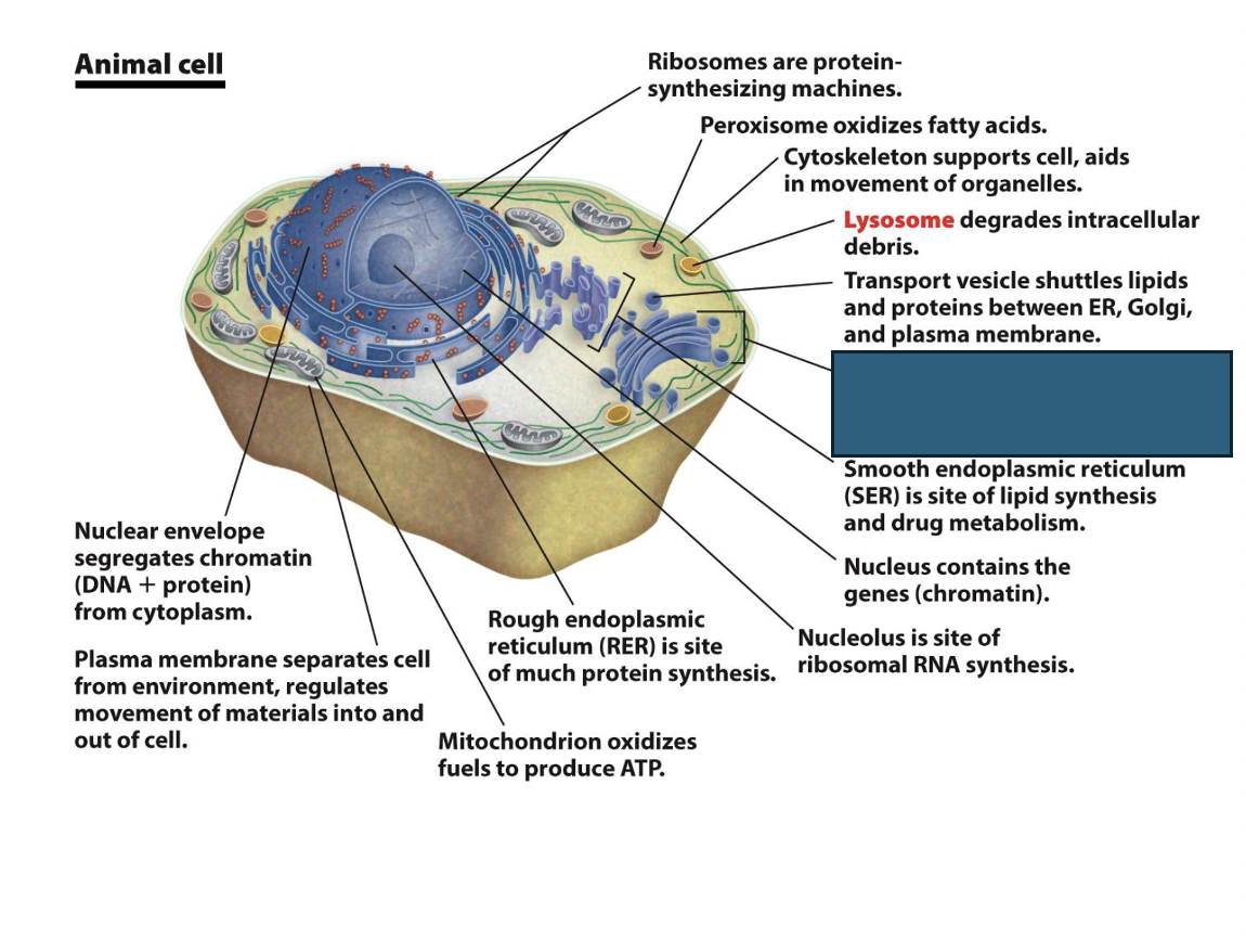 term image