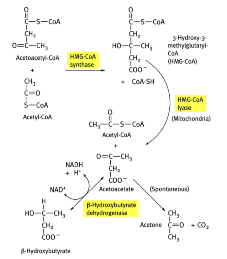 <p>Acétoacétate et β-hydrocybutyrate. </p>