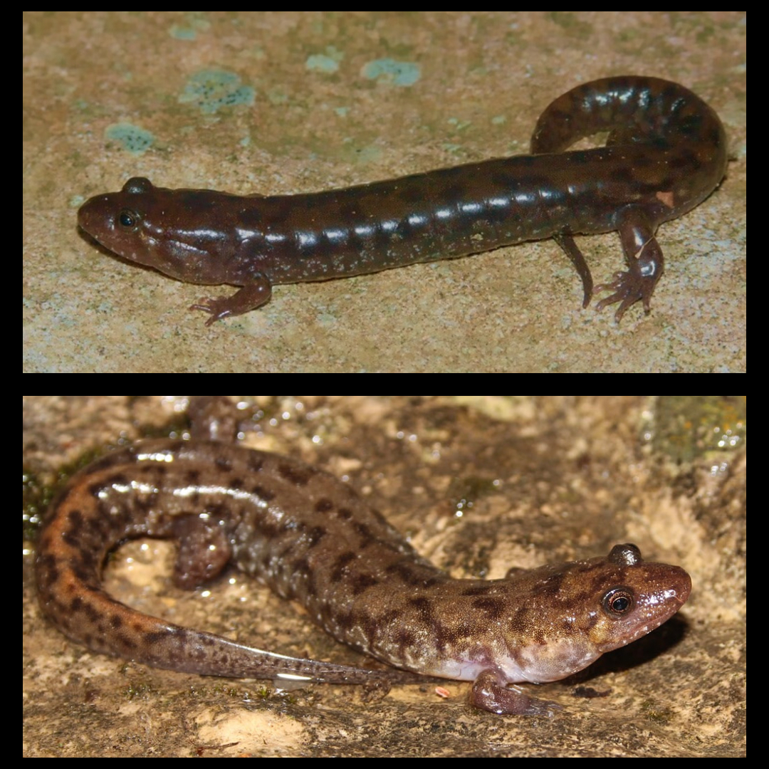 <p>Seal Salamander</p>