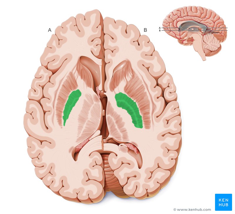 <p>Medial/deep (medial to the putamen and inferior to the caudate nucleus)</p>