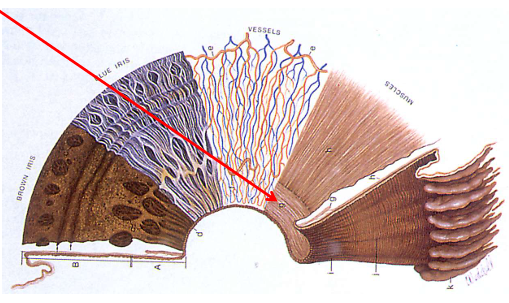 <ul><li><p>Circular muscle (fibres oriented around the pupil)</p></li><li><p>Parasympathetic Innervation</p><ul><li><p>Neurotransmitter: acetylcholine</p></li><li><p>Receptor: muscarinic</p></li></ul></li><li><p>Actions: </p><ul><li><p>Constriction (miosis): Activation of the sphincter</p></li><li><p>Dilation (mydriasis): Relaxation of the sphincter</p></li></ul></li></ul><p></p>