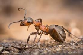 <p>rad:</p><p>druh:</p>