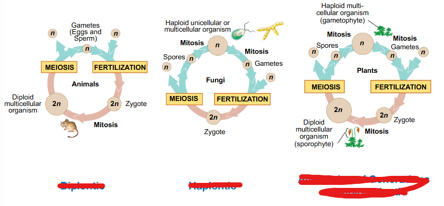 <p>algae life cycle</p>