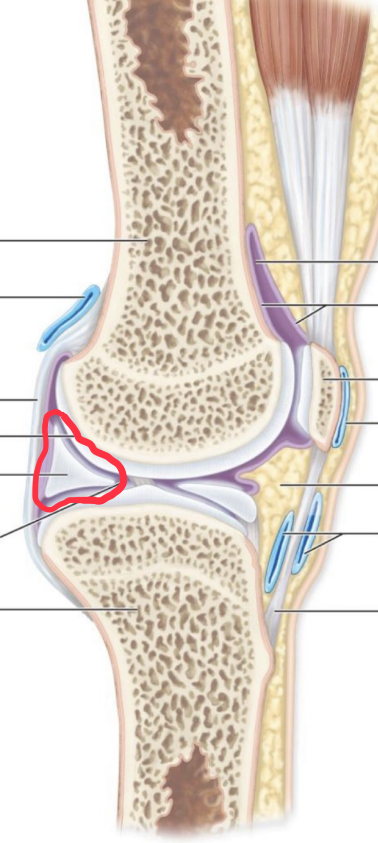 <p>What structure is this?</p>