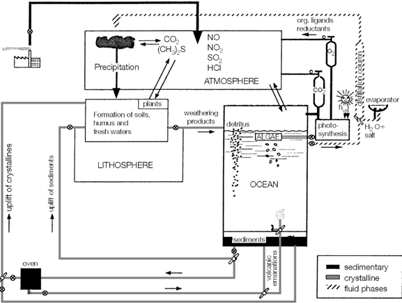<ul><li><p>- This model depicts it like a factory </p></li><li><p>- Biochemical cycling</p></li></ul><p></p>