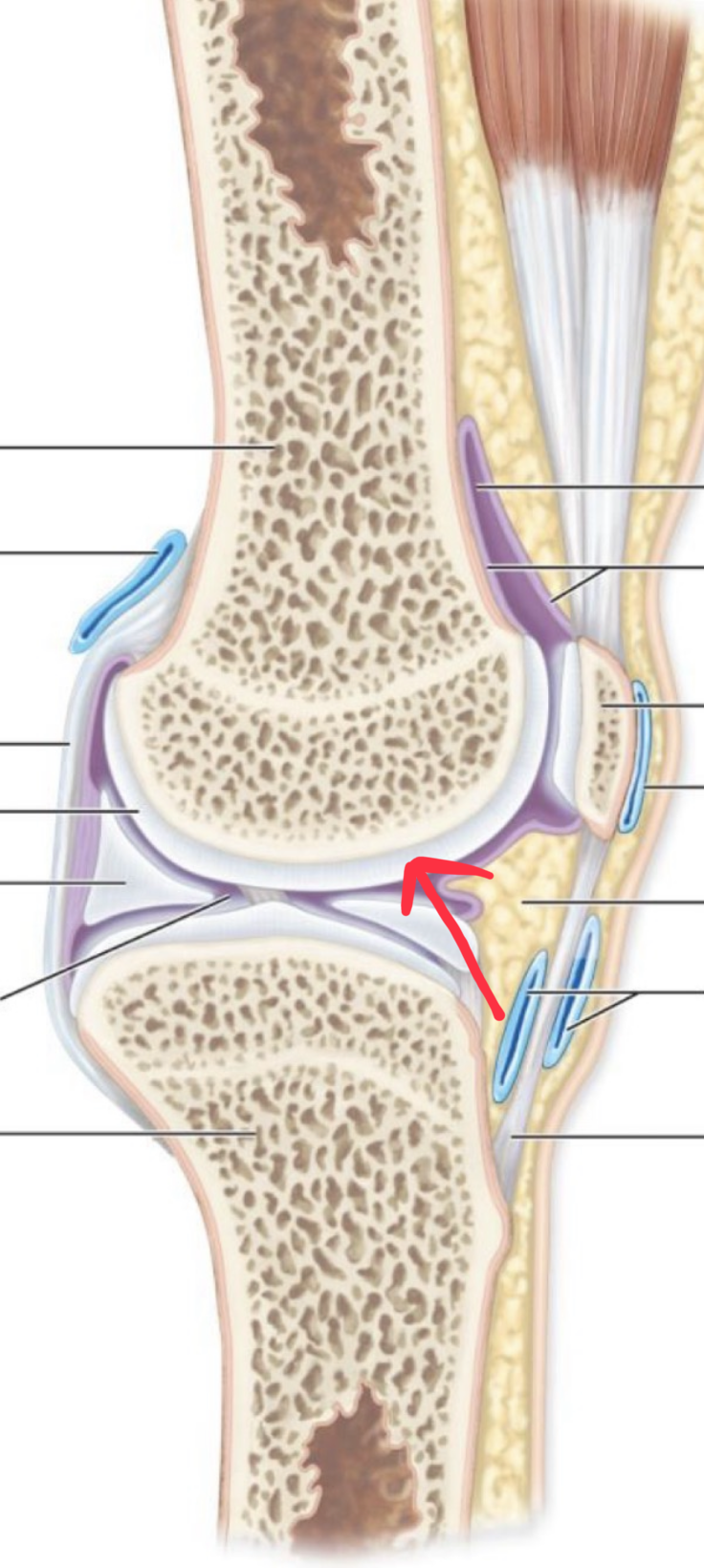 <p>What structure is this?</p>