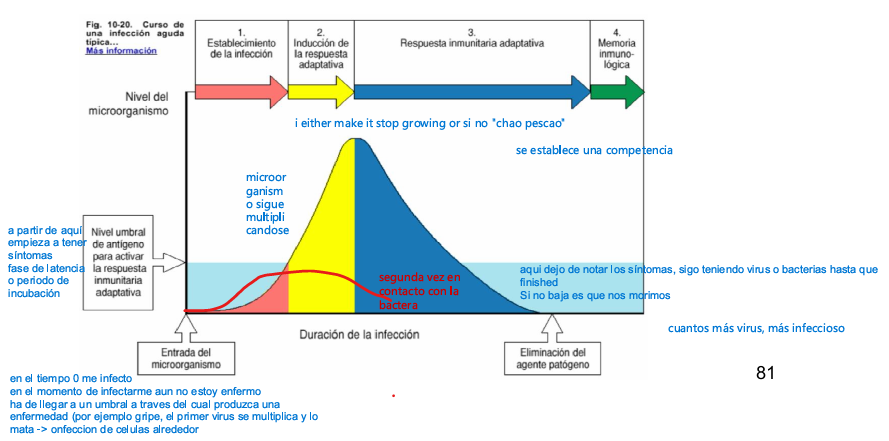 <p>El gráfico representa la dinámica temporal de una infección</p><p><strong>Ejes:</strong></p><ul><li><p>X</p><ul><li><p>Tiempo</p></li></ul></li><li><p>Y</p><ul><li><p>cantidad de microorganismos </p></li></ul></li></ul><div data-type="horizontalRule"><hr></div><p><strong>Fases</strong></p><ol><li><p><span><strong>Establecimiento de la infección</strong></span></p><ul><li><p><span>El microorganismo entra y empieza a multiplicarse.</span></p></li><li><p><span>Todavía no hay síntomas (fase de incubación).</span></p></li></ul></li><li><p><span><strong>Inducción de la respuesta adaptativa</strong></span></p><ul><li><p><span>Cuando el número de patógenos supera un <strong>umbral</strong>, el sistema inmunitario los detecta.</span></p></li><li><p><span>Se activa el complemento y la respuesta adaptativa.</span></p></li><li><p><span>El patógeno aún crece más rápido de lo que se destruye.</span></p></li></ul></li><li><p><span><strong>Respuesta inmunitaria adaptativa</strong></span></p><ul><li><p><span>Ocurre unos <strong>10‑15 días</strong> después.</span></p></li><li><p><span>Anticuerpos y células efectoras actúan al máximo.</span></p></li><li><p><span>El patógeno se elimina más rápido de lo que se reproduce.</span></p></li><li><p><span>Cuando baja del umbral → recuperación.</span></p></li></ul></li><li><p><span><strong>Memoria inmunológica</strong></span></p><ul><li><p><span>Permite que la próxima vez la fase 2 se active <strong>más rápido</strong>.</span></p></li><li><p><span>La reinfección será más leve o incluso imperceptible.</span></p></li></ul></li></ol><p></p>