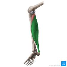 <p>Helps with plantar flexion of the foot</p>