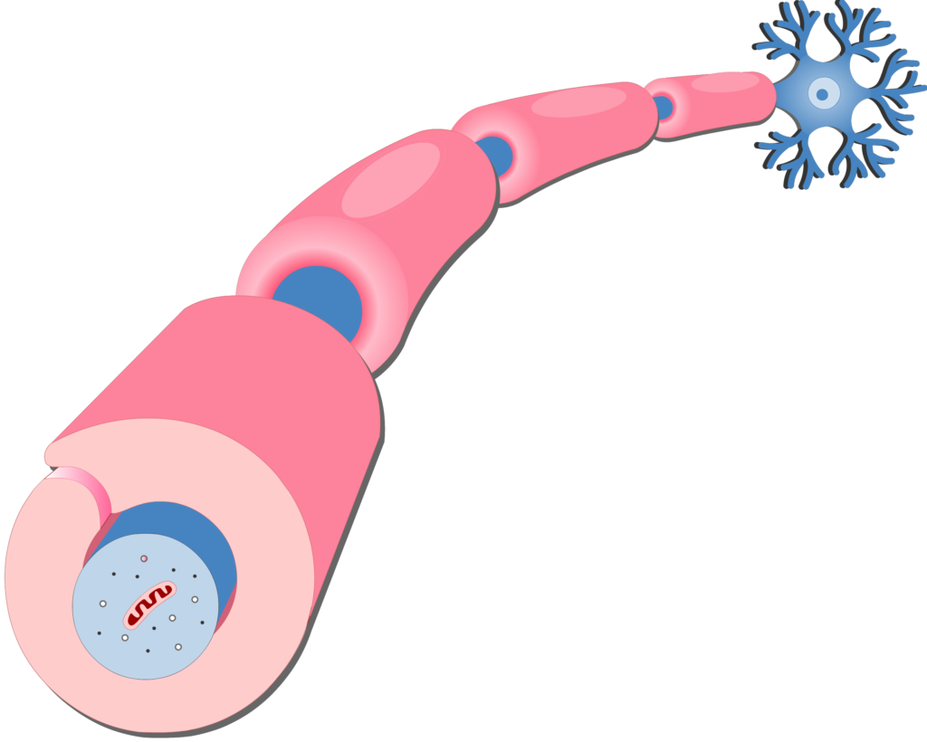 <p>Name the glial cell</p>