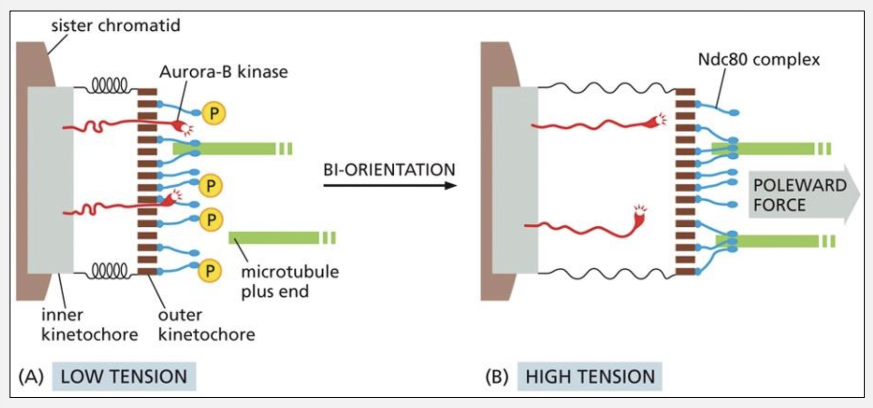 <p>Incorrect attachments lack tension and are destabilized by <strong>Aurora B</strong>, while correct attachments generate tension that stabilizes Ndc80 binding</p>