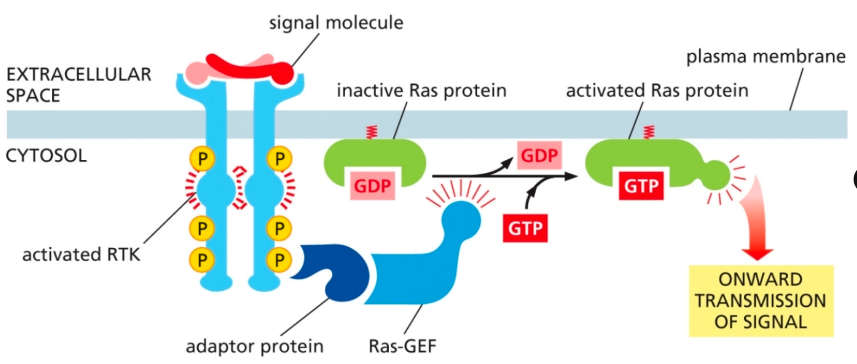 <p>When activated by binding to GRB<sub>2</sub>, SOS exchanges GDP for GTP on Ras</p><ul><li><p>Ras (small G-protein) is now active</p></li><li><p>activates a kinase cascade</p></li></ul><p></p>