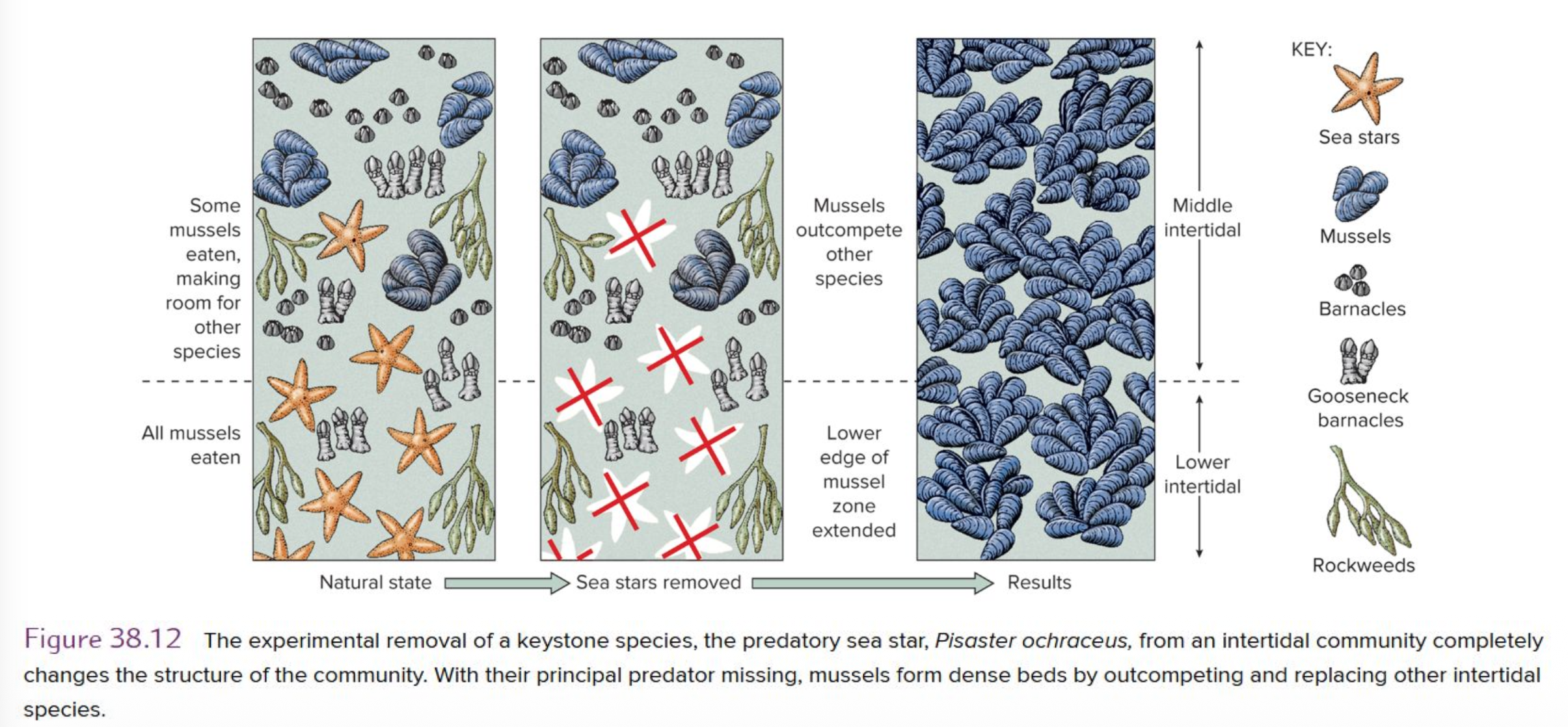 <p><strong><u>&nbsp;Keystone species</u></strong></p><p class="p2">• __ act by reducing prey populations below the level at which resources are limiting.</p><p class="p2">• By reducing __, keystone species may allow more species to co-exist on the same resource.</p><p class="p2"><strong>• Maintain __ in a ?.</strong></p>