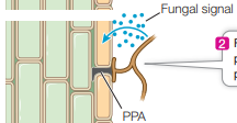 <p>the fungi produces signals that stimulate expression of genes that promote symbioses with other organisms. These genes give rise to the prepenetration apparatus</p>