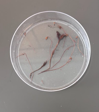 <ul><li><p><strong>Diploid</strong></p></li><li><p>Grows <strong>out of archegonium</strong></p></li><li><p><strong>Dependent </strong>on gametophyte for nutrients</p></li><li><p>Capsule at top produces spores</p></li></ul><p></p>