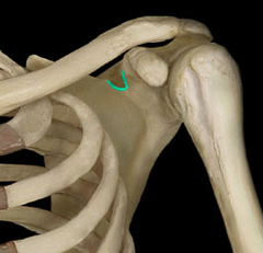 <p>The supra scapular nerve runs through the notch while the superior transverse scapular ligament converts it into a foramen</p>