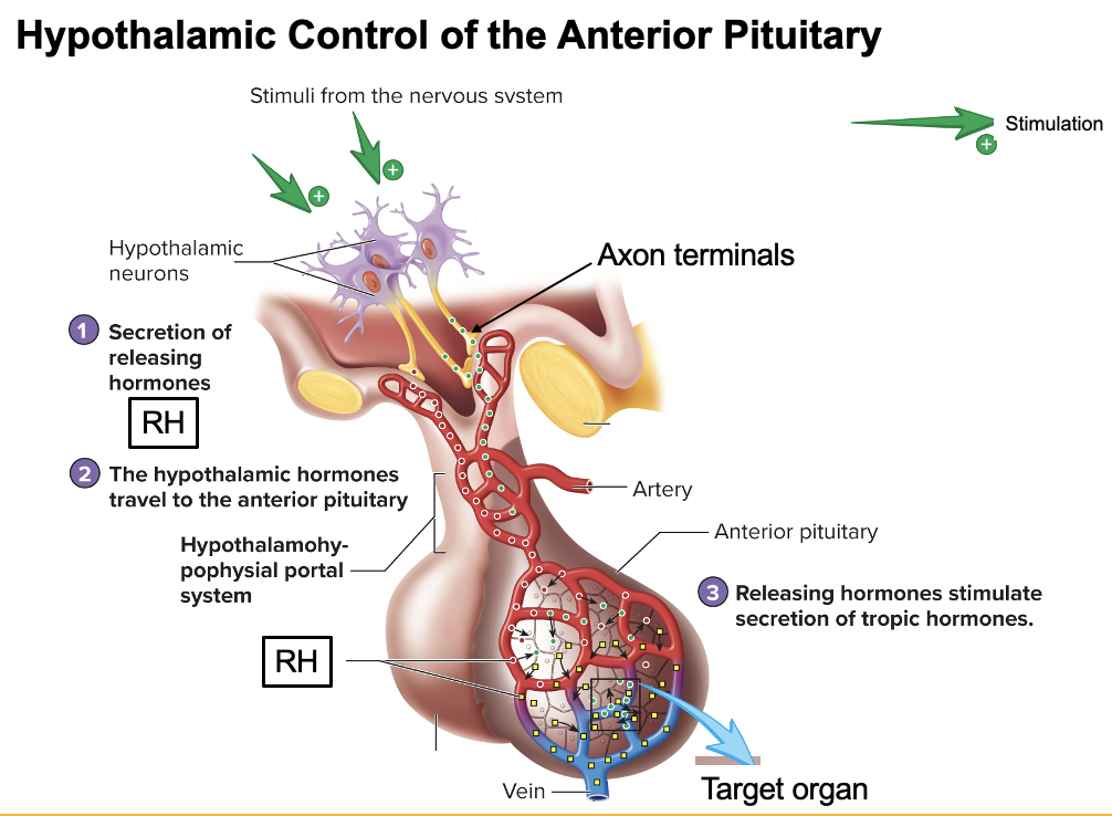 <p>Hypothalamic neurons (cell bodies in hypothalamus) → secrete <strong>releasing hormones (RH)</strong> into capillary bed (hypophyseal portal system) → RH travel to anterior pituitary → bind receptors on endocrine cells → anterior pituitary releases hormones (e.g., GH, ACTH) into blood → act on target tissues/organs</p>