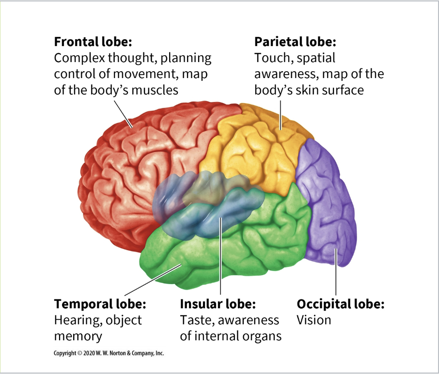 <p>Occipital lobe </p>