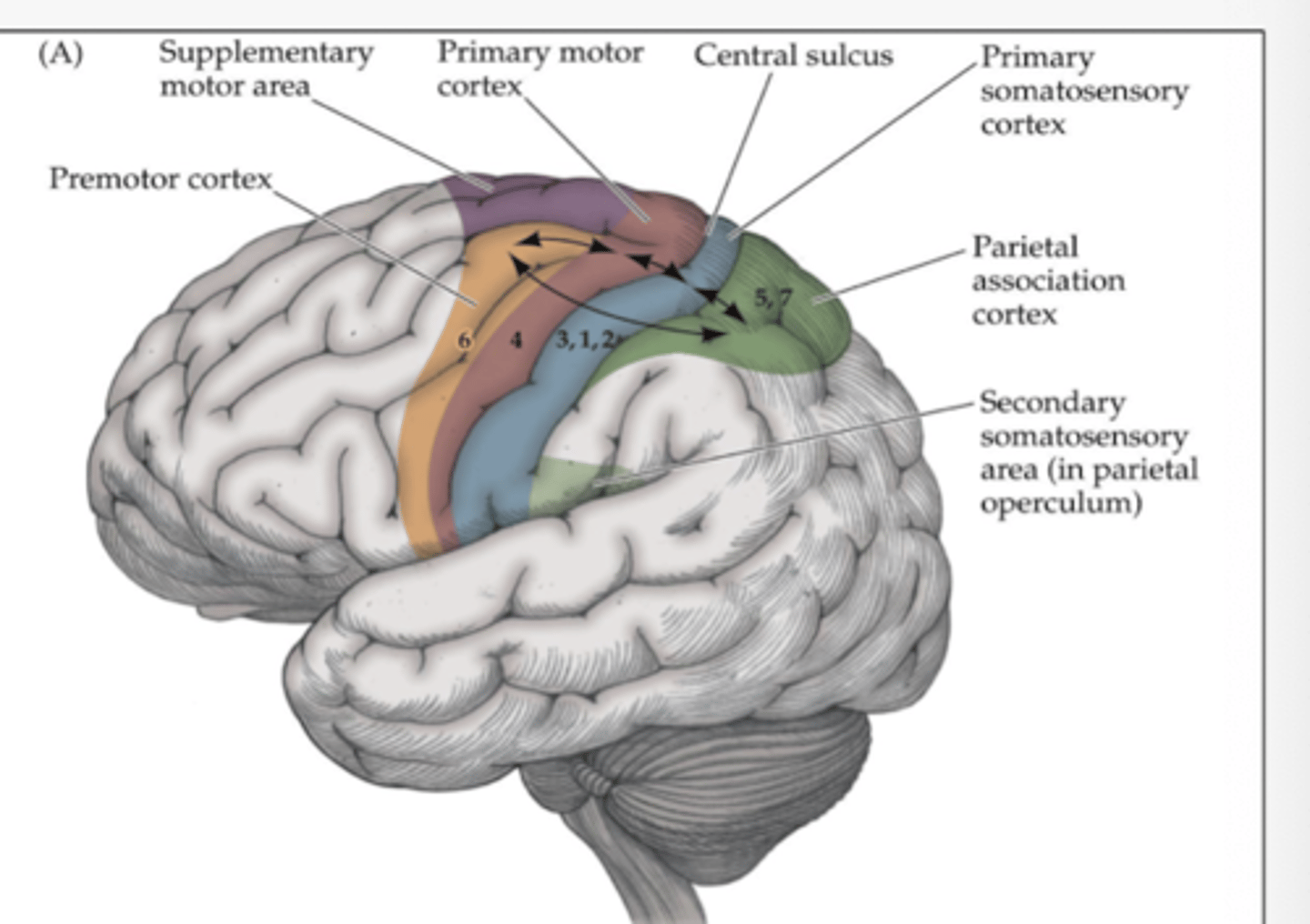 <ul>
<li>Primary Motor Cortex (M1)  </li>
<li>Premotor Cortex  </li>
<li>Supplementary Motor Area (SMA).</li>
</ul>