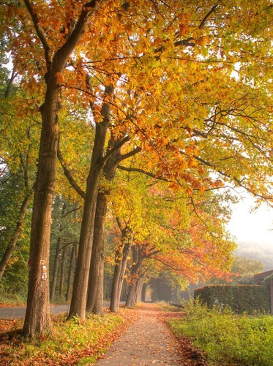 <p>autumn</p>