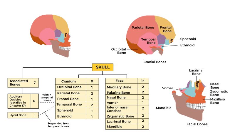 <p>22 skull bones</p>
