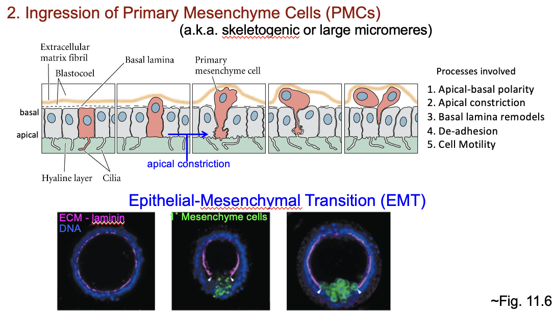 <ul><li><p>Ingresssion: large micromeres (primary mesenchyme cells/PMCs/skeletogenic/large micromeres) move inwards from the vegetal region</p></li><li><p>This is an epithelial-mesenchymal transition (EMT)</p></li><li><p>Involves:</p><ul><li><p>Apical-basal polarity: the dynamic reorganization and eventual loss or remodeling of a cell's distinct top (apical) and bottom/side (basal/lateral) structural domains to allow an epithelial cell to detach, change shape, and move inward into a tissue</p></li><li><p>Apical constriction</p></li><li><p>Basal lamina remodels</p></li><li><p>De-adhesion</p></li><li><p>Cell motility</p></li></ul></li></ul><p></p>