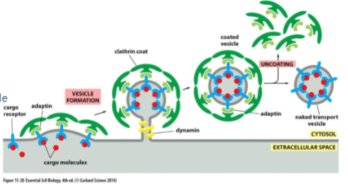 <p>vesicle begins as clathrin-coated pit </p><p>clathrin is a protein that creates a basker like network on the cytosolic surface of the membrane, helps shape membrane to a vesicle. small gtp-binding protein dynamin functions to pinch off vesicle and assembles a ring around the neck of each invaginated coat pit.</p><p>adaptins secure clathrins to vesicle and help select cargo molecules by binding to cargo receptors. appropriate cargo proteins will have transport signals that can be recognized by the cargo receptors.</p>