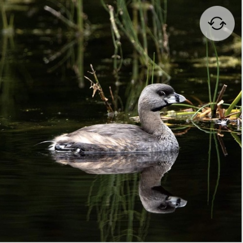 <p>Pied-billed grebe</p>