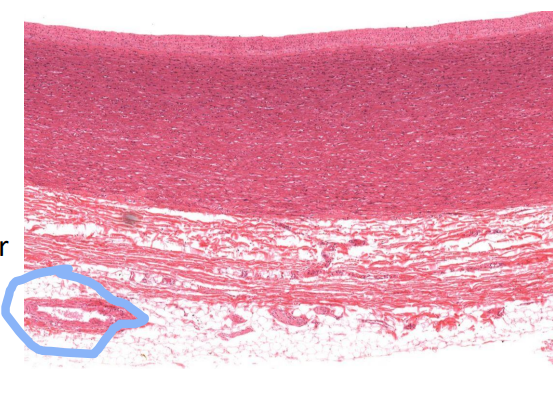 <p>Identify structure circled</p>