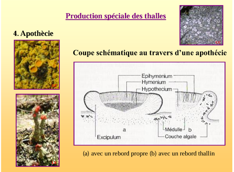 <p>La reproduction sexuée concerne surtout le champignon : la majorité des lichens sont des asco-lichens, dont le mycobionte est un ascomycète. Il produit des apothécies (souvent en forme de coupe) tapissées d’asques formant l’hyménium. Dans chaque asque, la méiose (souvent suivie d’une mitose) donne fréquemment 8 spores fongiques. Le défi est que ces spores doivent ensuite rencontrer le photobionte adéquat pour reformer un nouveau thalle.</p>