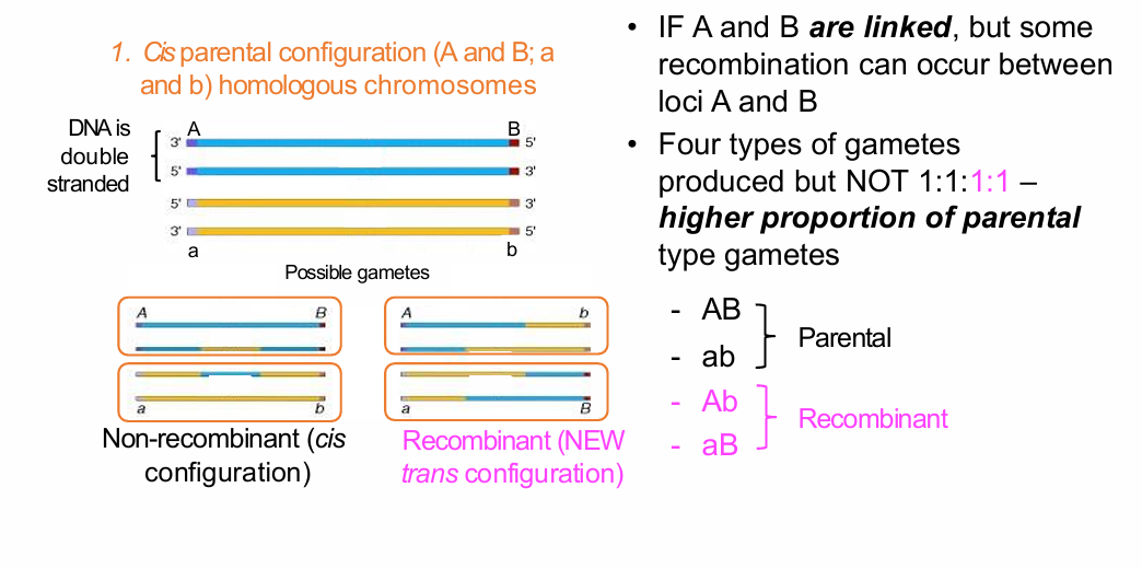 <p>All four gamete types occur:</p><p>- AB</p><p>- ab</p><p>- Ab</p><p>- aB</p><p>.</p><p>But:</p><p>- Parental gametes AB and ab are more common.</p><p>- Recombinant gametes Ab and aB are less common.</p><p>- The four classes are not in a 1:1:1:1 ratio.</p>