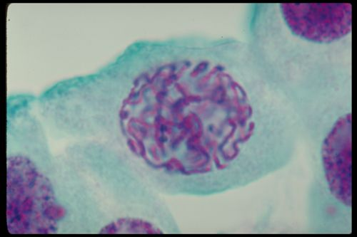 <p>What genetic material is present during this phase</p>