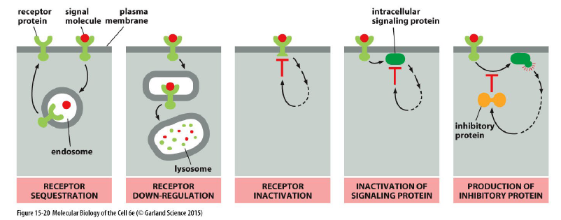<ul><li><p><strong>Receptor sequestration</strong><br>Receptorer fjernes midlertidigt fra plasmamembranen.</p></li><li><p><strong>Receptor down-regulation</strong><br>Receptorer nedbrydes i lysosomer.</p></li><li><p><strong>Receptor inactivation</strong><br>Receptoren inaktiveres direkte.</p></li><li><p><strong>Inactivation of signaling proteins</strong><br>Intracellulære signalingproteiner hæmmes.</p></li><li><p><strong>Production of inhibitory proteins</strong><br>Cellen producerer inhibitoriske proteiner.</p></li></ul><p></p>