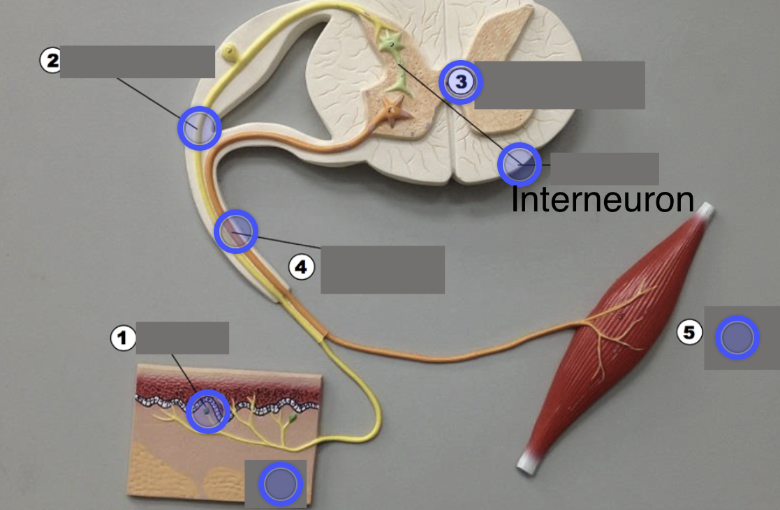 <p>(Multipolar) Processes signal &amp; passes signal</p>