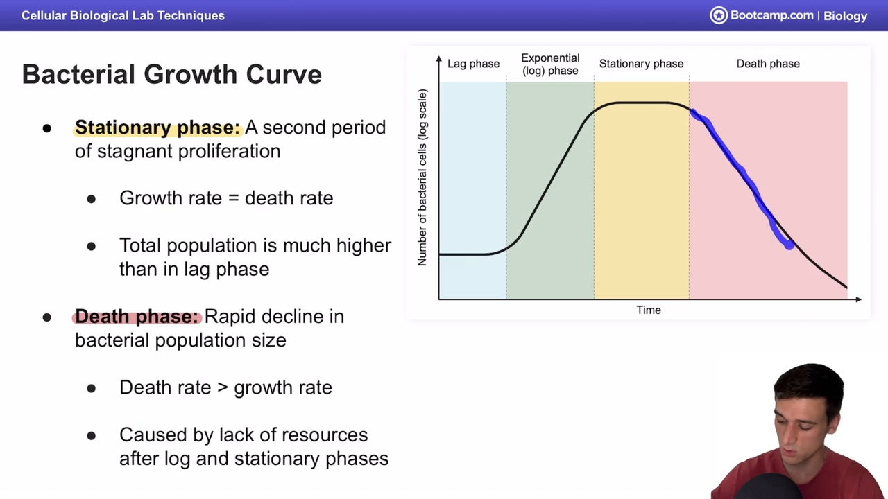 <p>phase in the bacterial growth curve where death rate is greater thatn the growth rate, caused by a lack of resources </p>