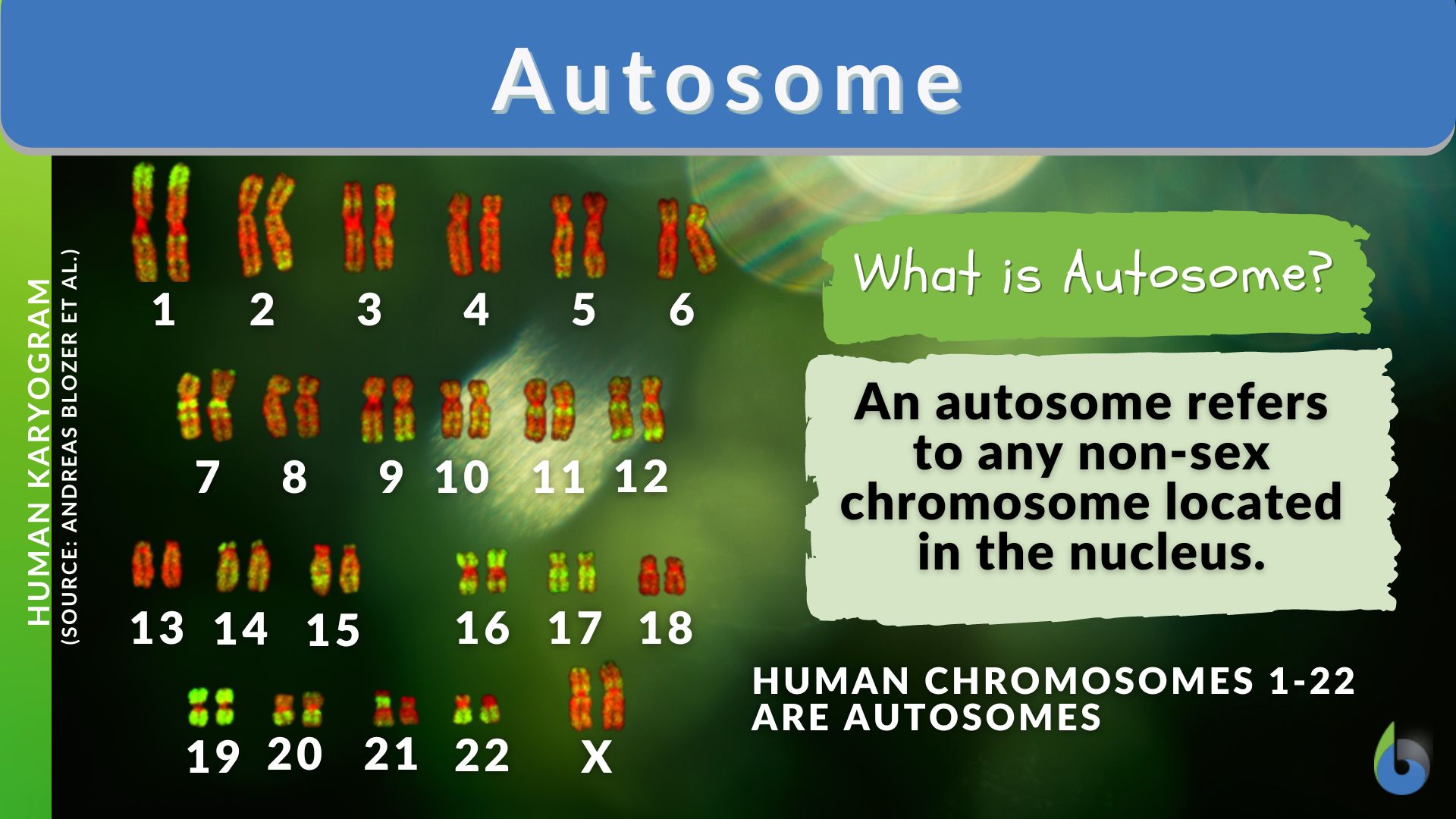 <p>Body chromosomes or non-sex chromosomes; humans have 44 (22 pairs).</p>
