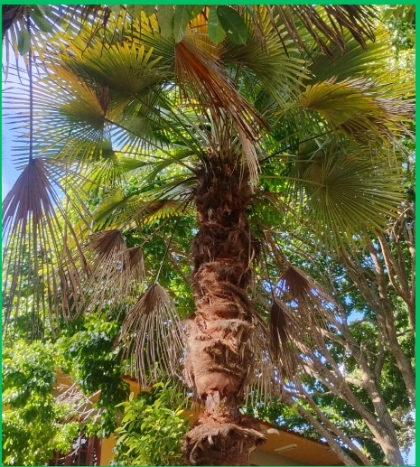 <p>Dypsis decaryi; Arecaceae; Angiosperma</p>